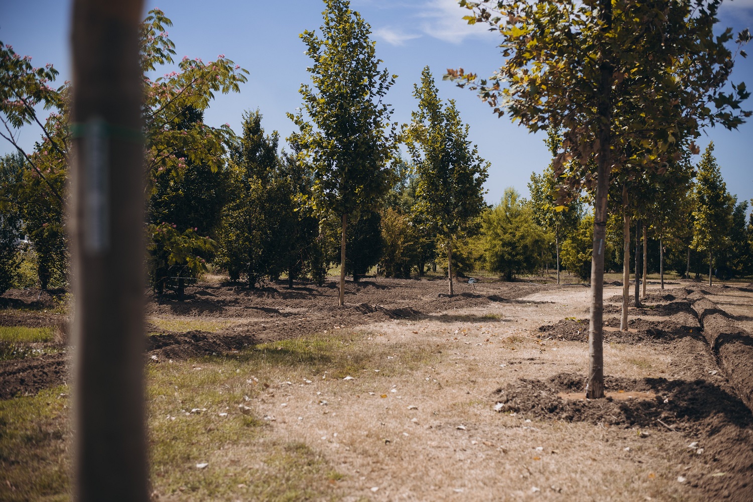 Parco Santacroce: il polmone verde si amplia