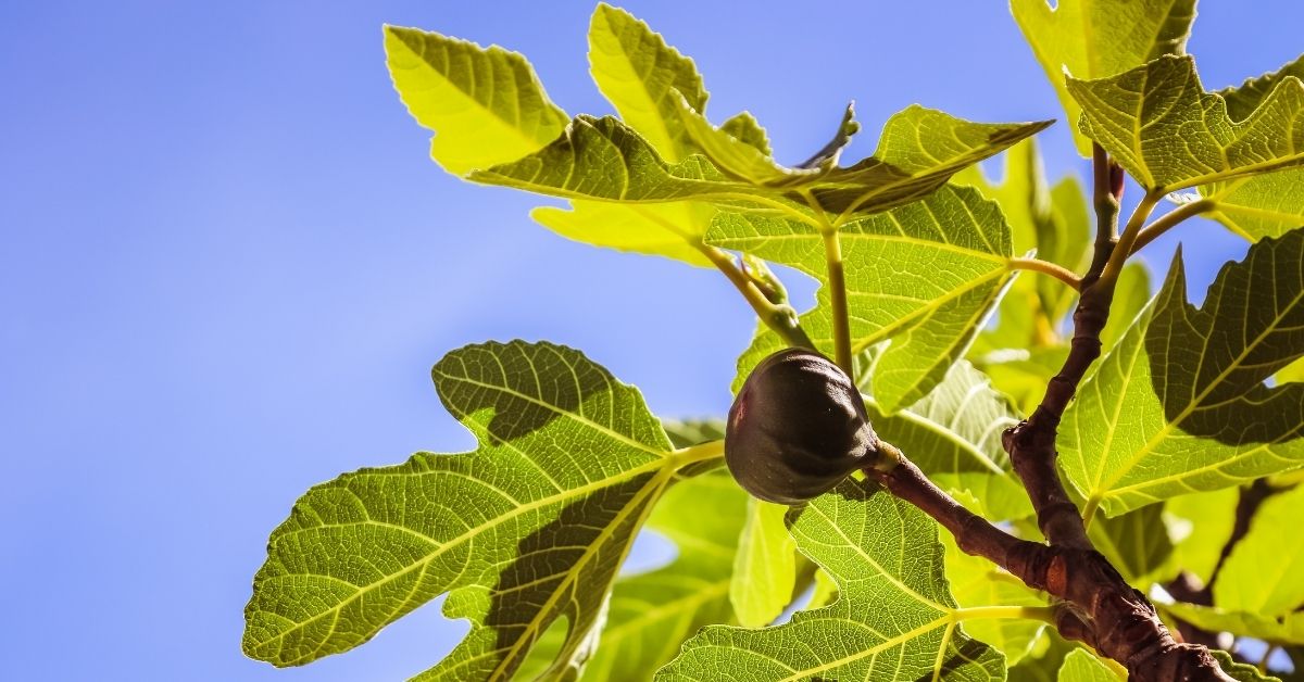 «Credete che quei Galilei fossero più peccatori di tutti i Galilei?»