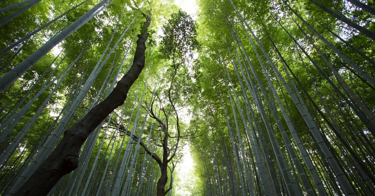Dio ci parla nel libro della natura