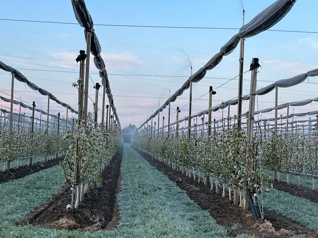 Coldiretti: ventole e irrigatori salva frutta da gelo