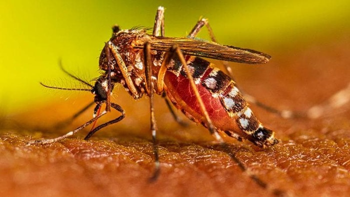 Scatta procedura di profilassi per un caso sospetto di dengue